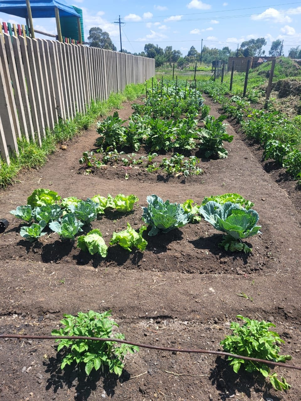 Vegetable garden supporting Vulinqondo Day Care Centre