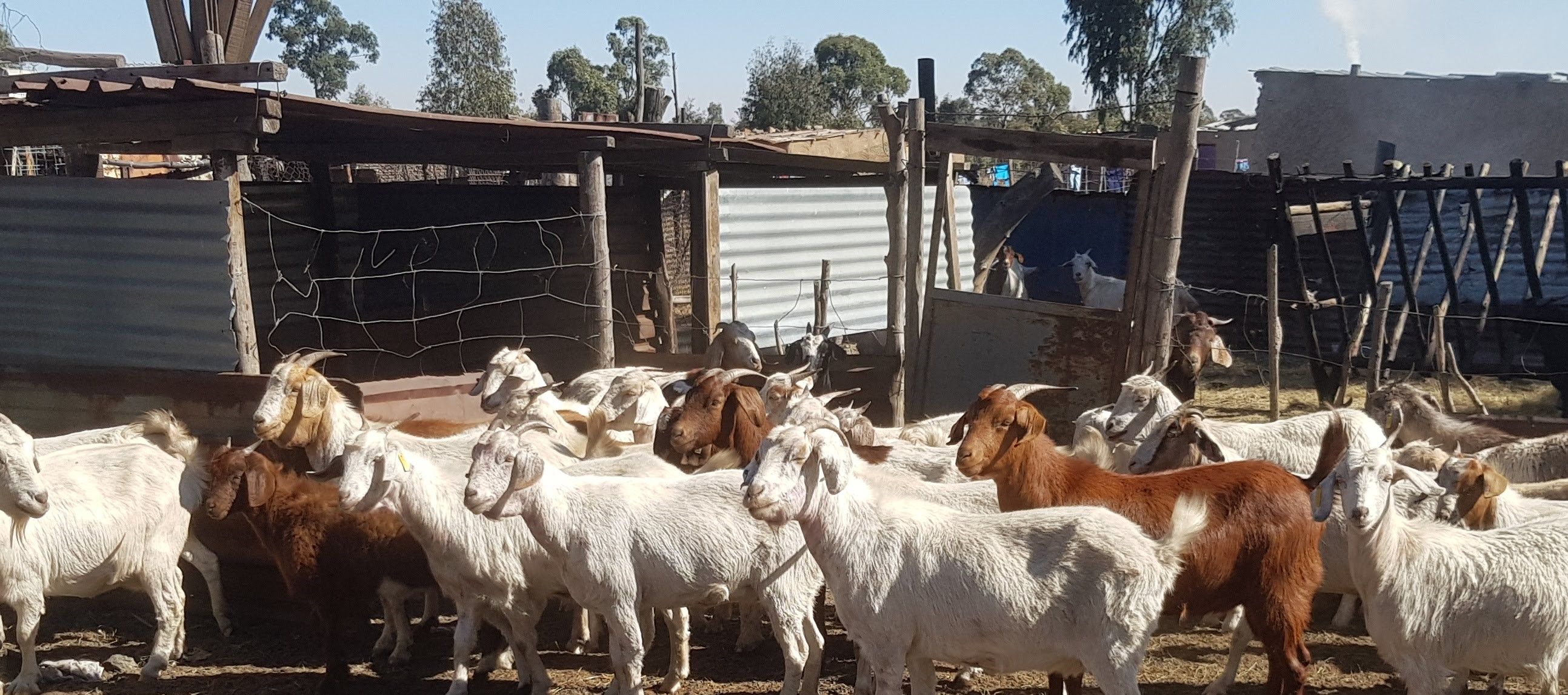 Goats ready for their vaccinations